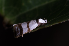 Chezala brachypepla