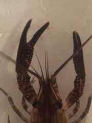 Procambarus petersi