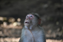 Macaca radiata