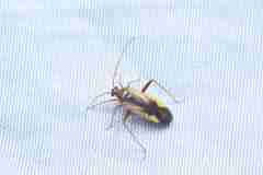 Adelphocoris suturalis