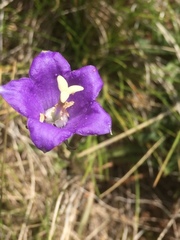 Campanula herminii