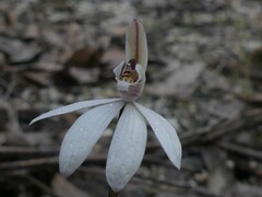 Caladenia fuscata