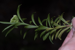 Platysace lanceolata