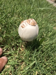 Agaricales