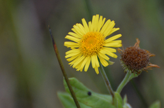 Pulicaria dysenterica