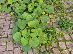 Tussilago farfara