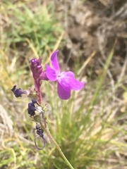 Linaria elegans