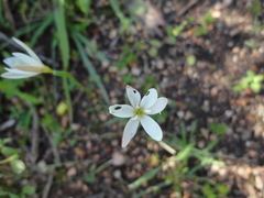 Hesperantha falcata