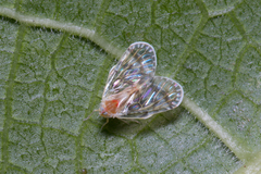 Saccharodite chrysonoe