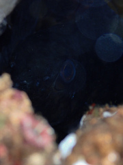 Aplodactylus lophodon