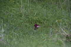 Anacamptis papilionacea
