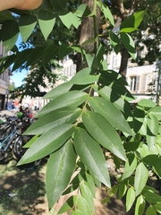 Styphnolobium japonicum