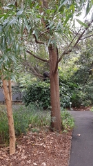 Alectura lathami lathami