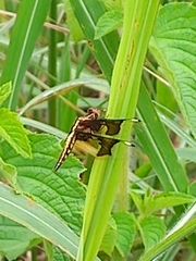 Palpopleura