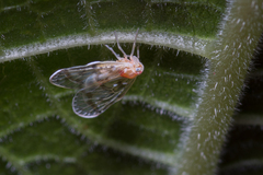 Saccharodite chrysonoe