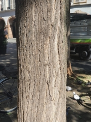 Styphnolobium japonicum