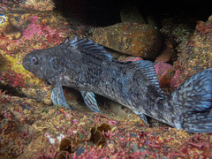 Aplodactylus lophodon