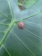 Plectotropis mackensii