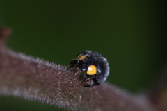 Apolinus lividigaster