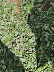 Styphnolobium japonicum