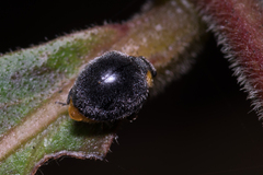 Apolinus lividigaster