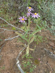 Senecio arenarius