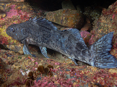 Aplodactylus lophodon