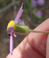 Senecio arenarius