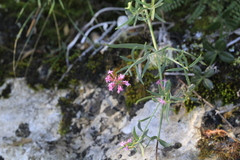 Centranthus lecoqii