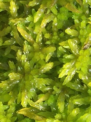 Sphagnum molle