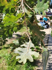 Quercus pubescens pubescens