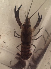 Procambarus petersi