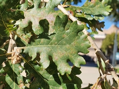 Quercus pubescens pubescens