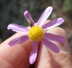 Senecio arenarius