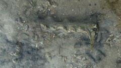 Malleus