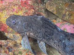 Aplodactylus lophodon
