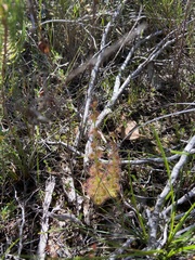 Drosera platypoda