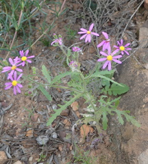 Senecio arenarius