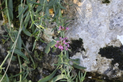 Centranthus lecoqii