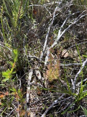 Drosera platypoda