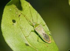 Amblypelta nitida