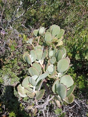Cotyledon orbiculata