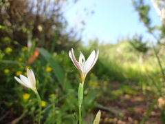 Hesperantha falcata