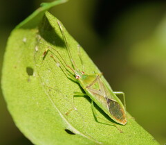 Amblypelta nitida