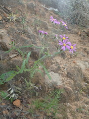 Senecio arenarius