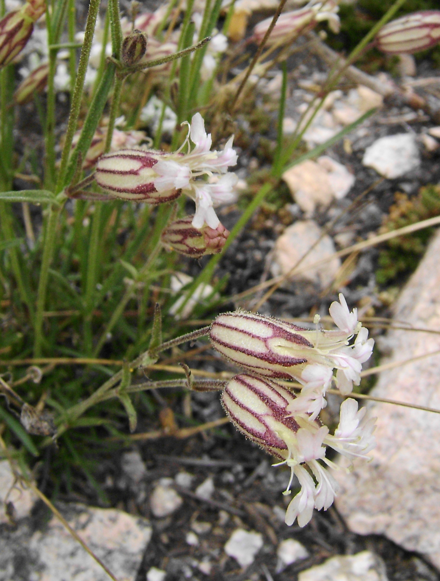 Silene sargentii