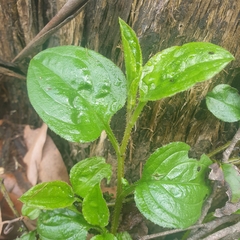 Hackelia latifolia