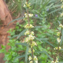 Pimelea axiflora axiflora