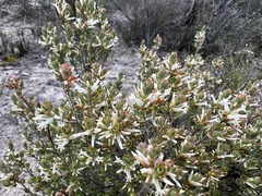 Leptospermum coriaceum