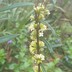 Pimelea axiflora axiflora